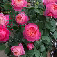 Image 2 of Pre-Order DREAM LIGHT ROSE