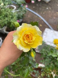 Image 4 of Pre-Order - GOLD BUNNY CLIMBER ROSE