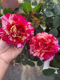 Image 10 of Pre-Order - MAURICE UTRILLO ROSE