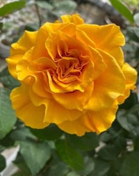 Image 1 of Pre-Order - AMBER QUEEN ROSE