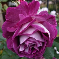 Image 9 of HUDDERSFIELD CHORAL SOCIETY ROSE