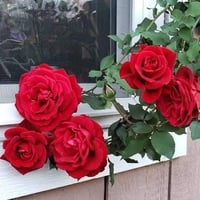 Image 10 of Pre-Order - DON JUAN CLIMBING ROSE