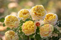 Image 2 of  CHARLES DARWIN ROSE (Auspeet)