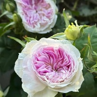 Image 9 of Pre-Order - BLUEMOON STONE ROSE