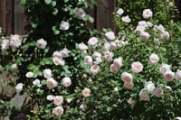 Image 9 of DESDEMONA ROSE (Auskindling)