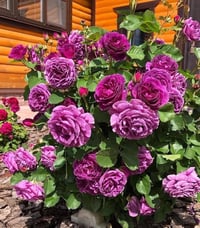 Image 9 of Pre-Order - MINERVA ROSE