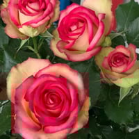 Image 2 of Pre-Order - MONROE aka COLOR SHELL ROSE