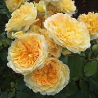 Image 1 of MOLINEUX ROSE (Ausmol)