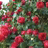 Image 1 of RED EDEN CLIMBER ROSE
