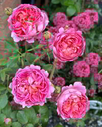 Image 10 of BOSCOBEL ROSE (Auscousin)