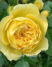 Image 7 of YELLOW MEILOVE ROSE aka ANNE DUPERY ROSE