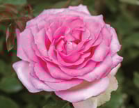 Image 1 of Pre-Order - BEVERLY ELEGANZA ROSE