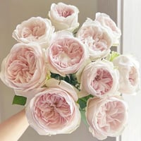 Image 10 of CHIFFON ROSE