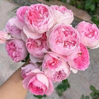 Image 5 of MON COEUR CLIMBING ROSE 