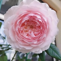 Image 10 of Pre-Order - MISAKI ROSE