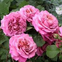 Image 10 of AGNES SCHILLINGER ROSE