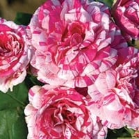 Image 4 of Pre-Order - JULIO IGLESIAS ROSE