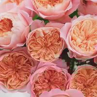 Image 10 of VICTORIAN SECRET ROSE