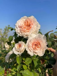 Image 4 of TRANQUILITY ROSE