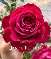 Image 5 of Pre-Order - JANICE KELLOGG