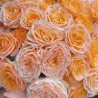 Image 10 of MICKEY BUBBLE ROSE