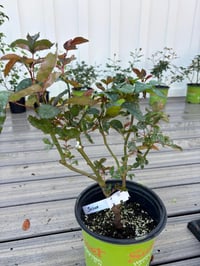 Image 10 of SUSAN ROSE