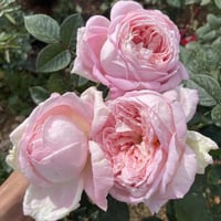 Image 10 of AMAZING GRACE ROSE