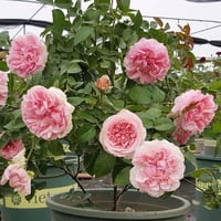 Image 10 of Pre-Order - MIRANDA (Ausimmon)