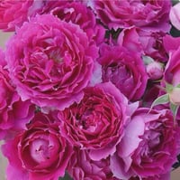 Image 2 of SHEHERAZAD ROSE