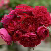 Image 1 of ROUGE ROYALE ROSE