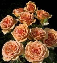 Image 4 of Pre-Order - BORA BORA ROSE