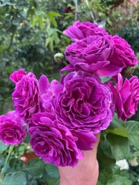 Image 9 of Pre-Order - EBB TIDE ROSE