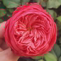 Image 5 of Pre-Order -  FLAMINGO ROSE