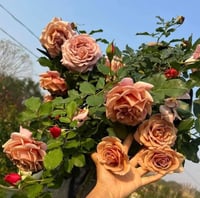 Image 10 of KOKO LOKO ROSE