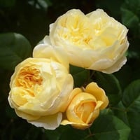 Image 3 of  CHARLES DARWIN ROSE (Auspeet)