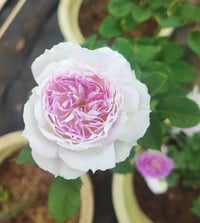 Image 10 of Pre-Order - BLUEMOON STONE ROSE