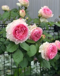 Image 3 of Pre-Order EDEN CLIMBER aka EDEN 85