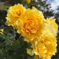 Image 1 of Pre-Order - GOLD BUNNY CLIMBER ROSE