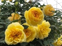Image 3 of MOLINEUX ROSE (Ausmol)