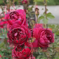 Image 3 of Pre-Order - AUTUMN ROUGE ROSE
