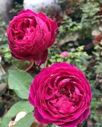 Image 2 of YVES GARDEN SCENT ROSE