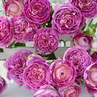 Image 10 of HUDDERSFIELD CHORAL SOCIETY ROSE