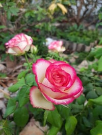 Image 3 of Pre-Order - MONROE aka COLOR SHELL ROSE