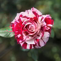 Image 5 of Pre-Order - JULIO IGLESIAS ROSE