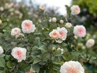 Image 5 of TRANQUILITY ROSE