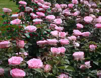 Image 5 of Pre-Order - BEVERLY ELEGANZA ROSE