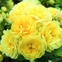 Image 1 of YELLOW MEILOVE ROSE aka ANNE DUPERY ROSE