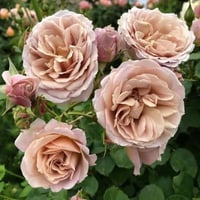 Image 1 of Pre-Order - IORI ROSE