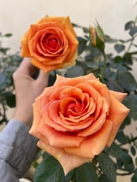 Image 5 of Pre-Order - BORA BORA ROSE