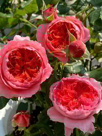 Image 5 of CINNABAR BOWL ROSE